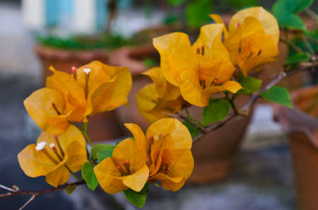 Orange Bougainvillea flower garden flowersの写真素材