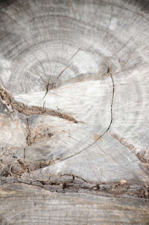 Tree bark  tree stump woodの写真素材