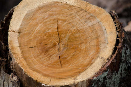 Tree bark  tree stump woodの写真素材