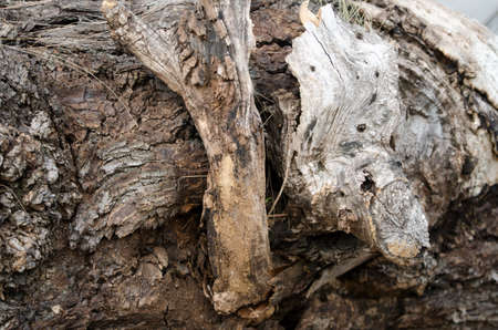 Tree bark  tree stump woodの写真素材