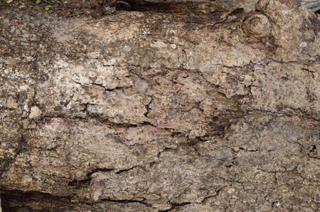 Tree bark  tree stump wood