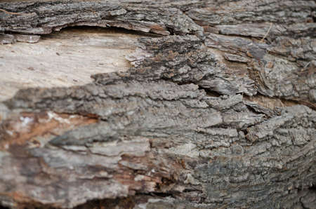Tree bark  tree stump woodの写真素材