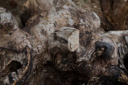 The stump of a tree cuttingの写真素材