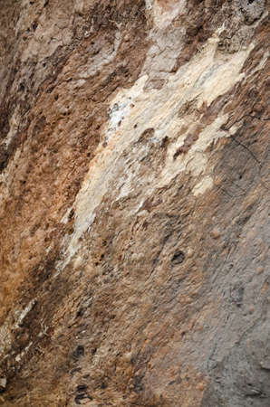 The stump of a tree cuttingの写真素材