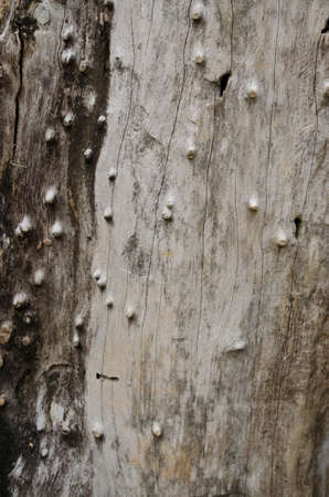 The stump of a tree cuttingの写真素材