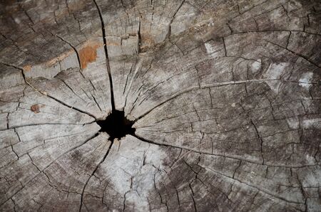 The stump of a tree cuttingの写真素材