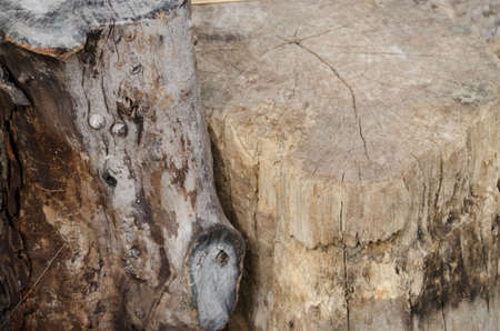 The stump of a tree cuttingの写真素材