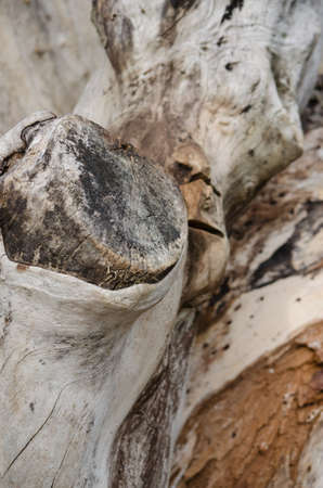 The stump of a tree cuttingの写真素材