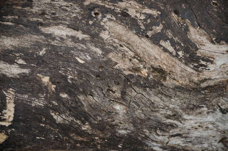 The stump of a tree cutting woodの写真素材