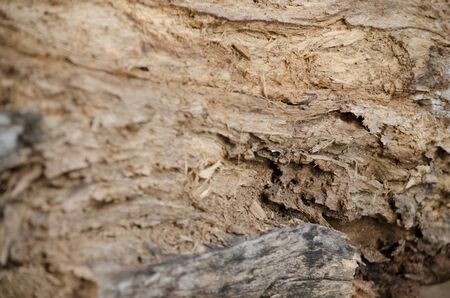 The stump of a tree cutting woodの写真素材