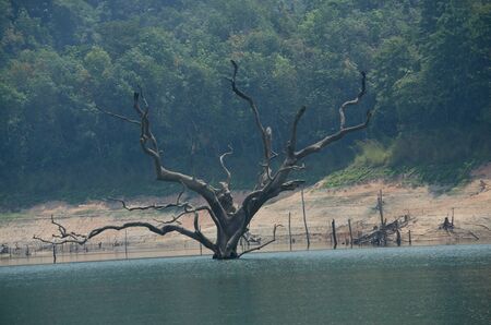 trees in lakeの写真素材