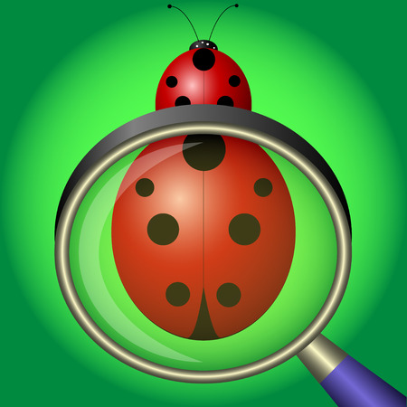 ladybug under magnifying glass on green background. Vector Illustrationのイラスト素材