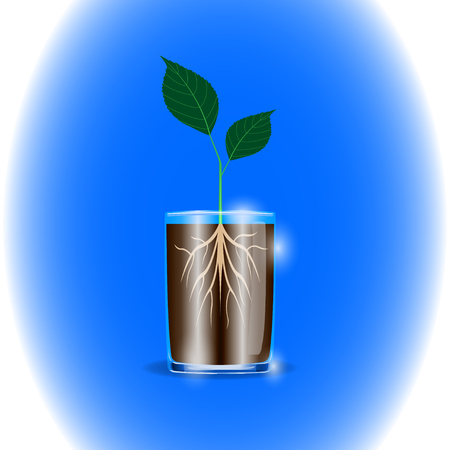 Sprout with green leaves and light root in clear glass on blue background. Vector Illustrationのイラスト素材
