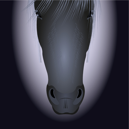 horse head, black and white portrait, front view. Vector, Illustration.のイラスト素材