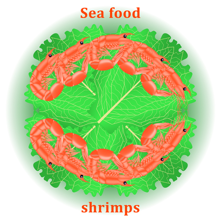 Sea food shrimps. Red shrimp or tiger prawns on green salad isolated on white background. Vector Illustrationのイラスト素材