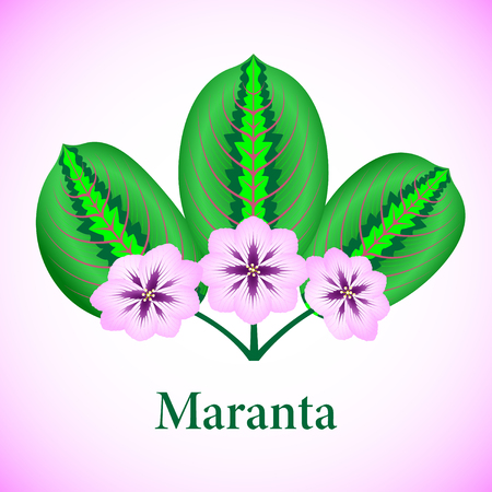 leaves and flowers Marant isolated on purple background. Vector Illustrationのイラスト素材