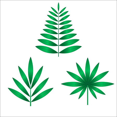 Detailed Green Palm leaves on a white background. Vector Illustrationのイラスト素材