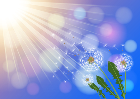 Dandelions with flying fluff on the blue sky and  sunlight background.のイラスト素材