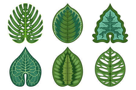 set leaves swiss cheese plant realistic isolated white backgroundのイラスト素材