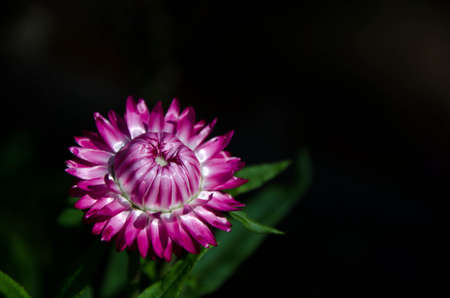 A Pink flower and beauty の写真素材