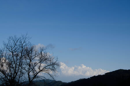 Blue sky with tree and mountain の写真素材