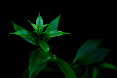 Green plantの写真素材