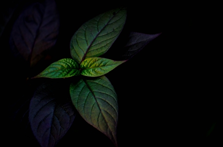 green-purple plant in garden on Thailandの写真素材