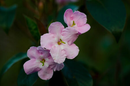 Pink flower on Chiangdao mountain in Chiangmai Thailandの写真素材