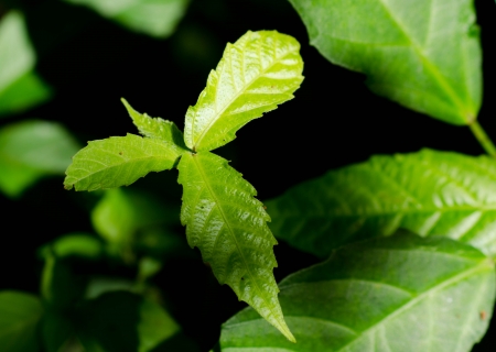 green leaf of plant on gardenの写真素材
