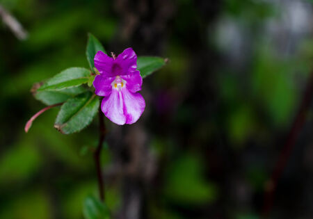 Pink flower on Chiangdao mountain in Chiangmai Thailandの写真素材