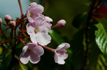 Pink flower on Chiangdao mountain in Chiangmai Thailandの写真素材