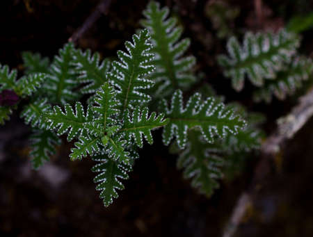 green leaf of plant on gardenの写真素材