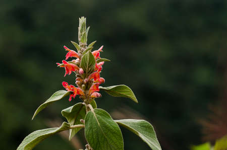 Orange flower on my trip in Thailandの写真素材