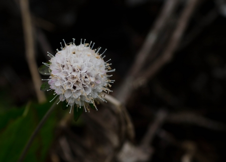 White flower on my travel in nature of Thailandの写真素材