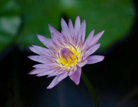 pink lotus and so beautyの写真素材