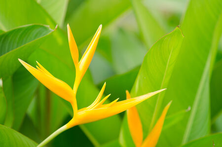 yellow plant and green leafs の写真素材