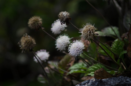 White flower on my travel in nature of Thailandの写真素材