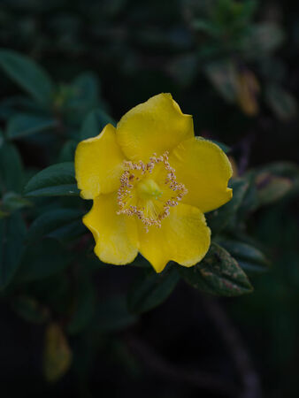 Yellow flower and green leafの写真素材