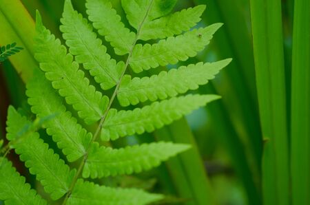 Green leaf of fern on gardenの写真素材