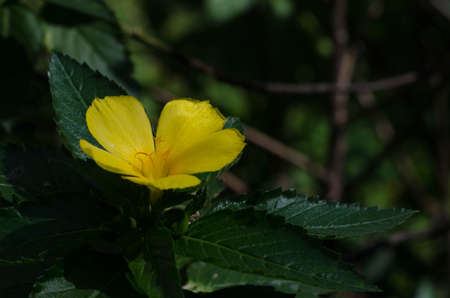 Yellow flower and green leafの写真素材