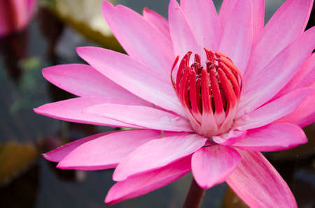 Pink lotus in the pondの写真素材