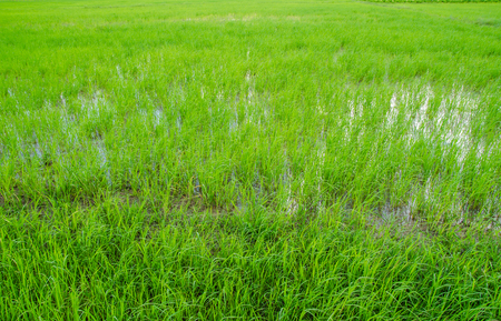 Green field in small farm on holidayの写真素材