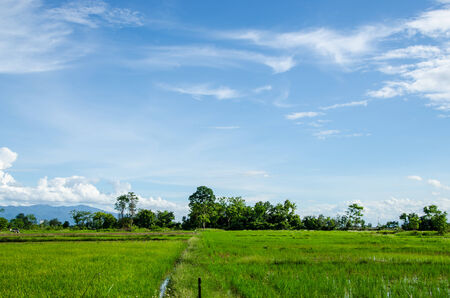 Green field and blu sky on holiday in farmの写真素材