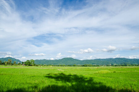 Green field and blu sky on holiday in farmの写真素材