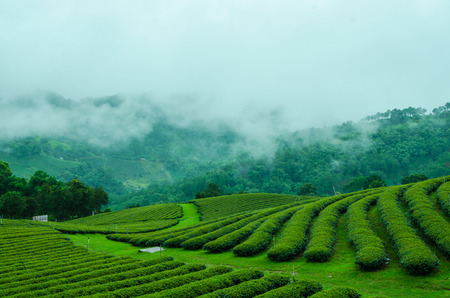 Green tea farm on moutain with white fogの写真素材