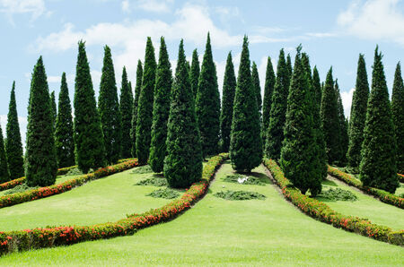 Group of tree in the park on sunny dayの写真素材