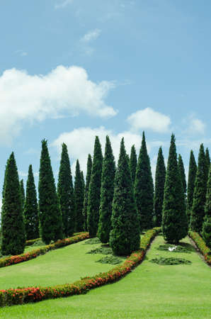 Group of tree in the park on sunny dayの写真素材