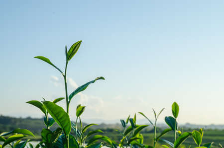 leaf of green tea and beautiful nature in farmの写真素材