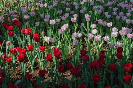 Group of tulips in the garden on morningの写真素材