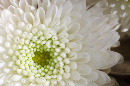 The white flower is a so beautifulの写真素材